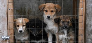 Харьков потратит 12 миллионов гривен на отлов бездомных животных в 2026 году