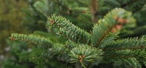 На Львівщині дитина ледь не задихнулася гілочками ялинки