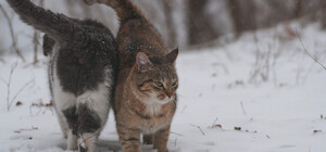 Коли потеплішає у Запоріжжі: прогноз погоди по днях