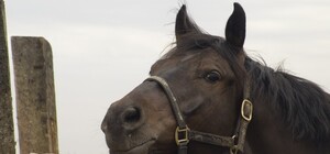 Жестокое обращение с лошадью в Одесском районе: на инцидент отреагировали правоохранители