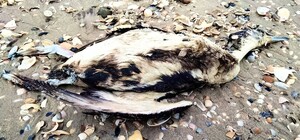 На Одесчине в Тузловских лиманах снова нашли мертвых птиц в мазуте