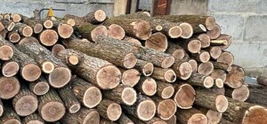 У Харківській області чиновник прикривав незаконну вирубку дерев — ГБР