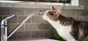 В Днепре с 23 по 27 февраля будут отключать водоотвод должникам: список адресов