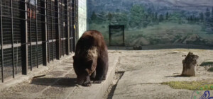 Весна официально пришла: в Одесском зоопарке проснулась медведица Поляна