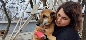 После обстрела лечение длится второй месяц: что сейчас с приютом «Дай лапу, друг» в Запорожье