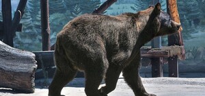 Мав проблеми із серцем: в Одеському зоопарку помер ведмідь Бумер