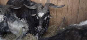 Эвакуация из-под обстрелов: из Запорожской области вывезли 16 козлов, живших в подвале