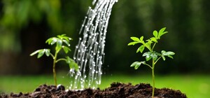 В Днепре с 15 апреля будут по-новому считать плату за воду для полива: кого это касается