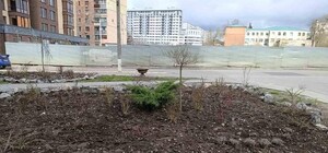 Тюльпани, віоли, сосни: у Харкові фіксують крадіжки декоративних рослин із міських клумб