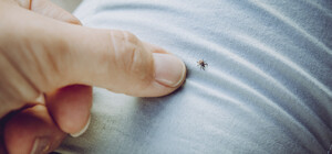 В Запорожье обнаружили случай болезни Лайма