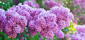 До +25 °С: какая погода будет в Одессе на следующей неделе