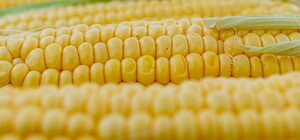 Где в эти выходные в Киеве пройдут продуктовые ярмарки. Адреса
