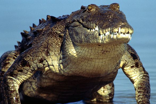 Запорожцы могут "прикупить" даже крокодила.
Фото nationalgeographic.com