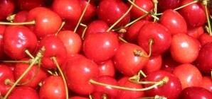 Вчерашний град побил в Крыму абрикосы и черешню