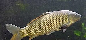 После потопа в Симферополе на улицах ловят огромных карпов