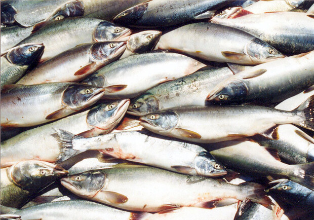 В Приазовском районе продают рыбу без документов. Фото all-biz.info.