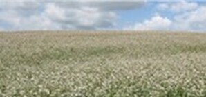 Будет ли в Запорожье гречка?