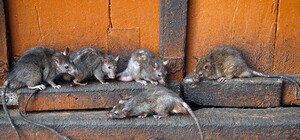 Полчища крыс наводят ужас на одесситов