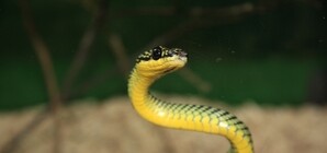 3 дозы противоядия будут спасать 787 тысяч запорожцев