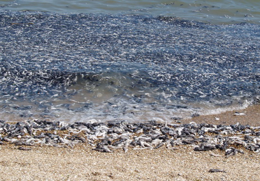 Рыбешкам не хватает кислорода в прогревшейся воде. Фото gazeta-gorod.net