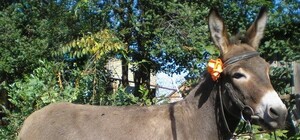 В Запорожском ботаническом саду появился осленок 