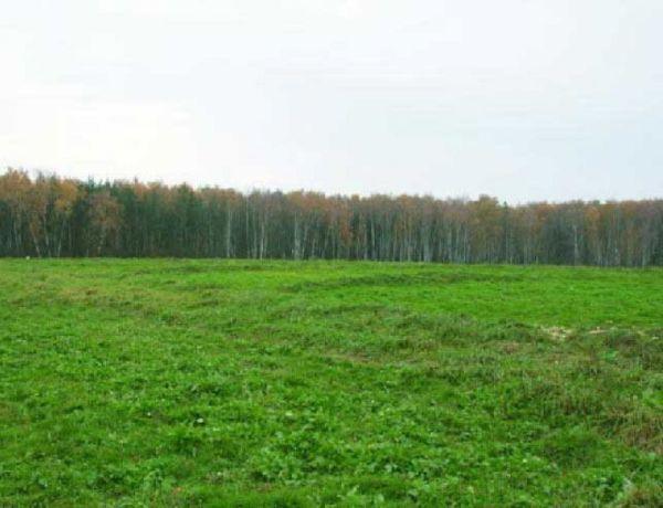 Горсовет отсудил обратно участок земли, сданный им же в аренду. Фото taldom.olx.ru.