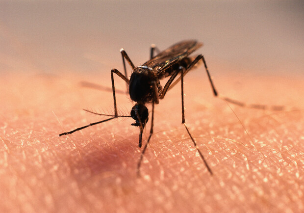 В Бердянске отдыхающим не дают спокойно жить комары. Фото med-doc.info.