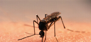 Туристы Бердянска страдают от нашествия кровопийц