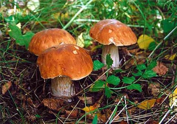 Съедобных грибов в Запорожье нет. Фото hoboctu.com.