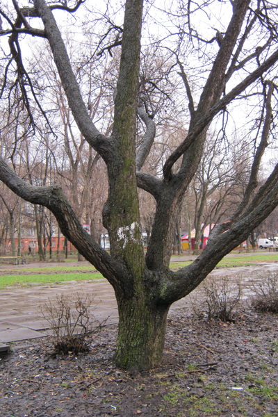 Мелитопольцы приедут в Запорожье спасать деревья.
Фото vgorode.ua