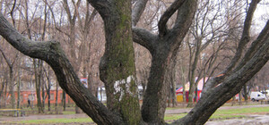 Мелитопольцы приедут в Запорожье… спасать  деревья