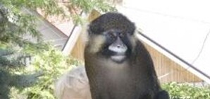 Знаменитая запорожская обезьянка Чип снова остался  без невесты