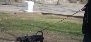 В Севастополе появилась 