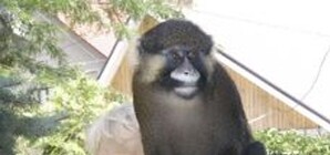 Цитаты недели: Запорожье-город милиции с прокуратурой и одинокая мартышка 