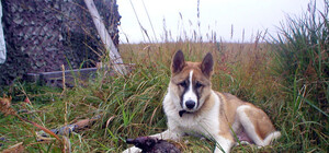 В Харьковской области 13 августа сезон охоты не начнется