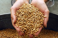 Запорожские аграрии уже сдали в Аграрный фонд половину запланированного количества зерна. Фото zoda.gov.ua.