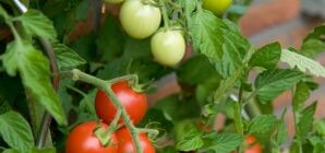 В Луганской области негде хранить урожай овощей - придется покупать в 10 раз дороже 