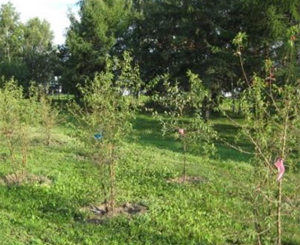 Область озеленят на 1,6 миллионов гривен.
Фото www.zoda.gov.ua