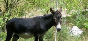 В Запорожском ботсаду ищут невест