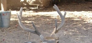 Экскурсия по зоопарку на Детской железной дороге: брошенные морские свинки, миниатюрные кабанчики и свирепые медведи