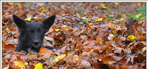 Витамины, музыка  и походы в горы: как симферопольцы борются с осенней депрессией