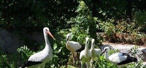 Харьковские аисты улетели в Африку, чтобы жить на свободе