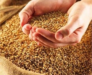 Аграрный фонд оплатил несуществующее зерно. Фото ig-ukr.com