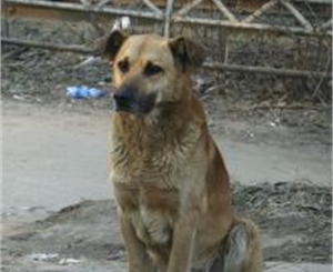 В Запорожье травят собак. Фото sxc.hu 