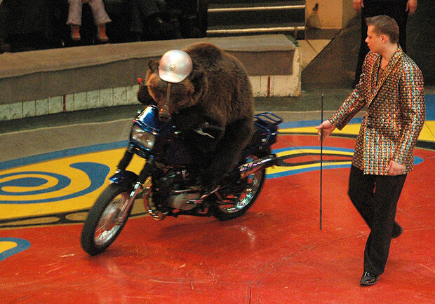 Ехали медведи. Фото livejournal.com