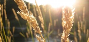 В Запорожье ожидают дефицит хлеба?