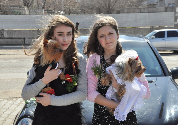 Собаки как люди. Они даже женятся, как люди. Фото vgorode.ua