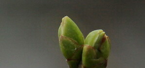 В Днепропетровске скоро снова зазеленеют деревья