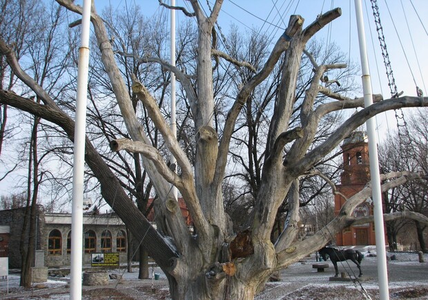 Старенький запорожский дуб ушел на пенсию. Фото life.zp.ua