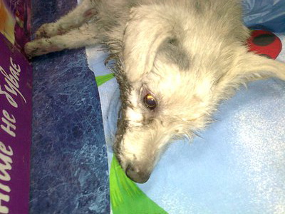 Эта собака, которую отравила женщина. Спасти ее не удалось. Фото animalshelp.org.ua
